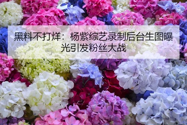 黑料不打烊：杨紫综艺录制后台生图曝光引发粉丝大战